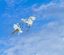 Great Egrets (Ardea alba) territorial fight above nest colony, Everglades National Park, Florida, USA, February.
