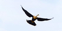 American Anginha / Darter (Anhinga anhinga) in flight. Everglades National Park, Florida, USA, February.