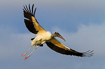 American Wood Stork (Mycteria americana) in flight. Everglades National Park, Florida, USA, February.