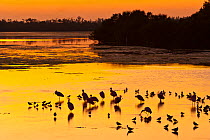 Mixed flock of wading birds including Roseate Spoonbills (Platalea ajaja) silhouetted on water. Everglades National Park, Florida, USA, February.