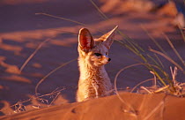 Fennec fox (Fennecus zerda) portrait. Captive. Morocco, North Africa.