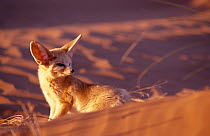 Fennec Fox (Fennecus zerda) on sands. Captive. Morocco, North Africa.