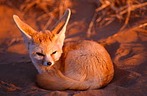 Fennec Fox (Fennecus zerda) curled up on sand. Captive. Morocco, North Africa.