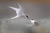 Arctic tern (Sterna paradisaea) feeding young whilst hovering, Iceland August