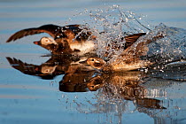 Long tailed ducks (Clangula hyemalis) landing on water, Myvatn, Iceland, June