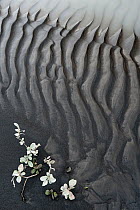 Abstract patterns of mud by the river Jokulsa a Fjollum, Iceland, August 2010