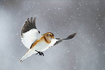 Snow bunting (Plectrophenax nivalis) flying in snow, Iceland, March