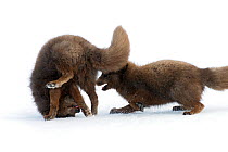 Arctic fox (Alopex lagopus) males fighting on spring snow, Hornstrandir, West Fjords, Iceland.