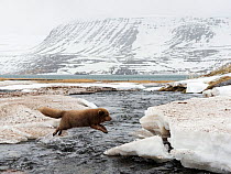Arctic fox (Alopex lagopus) in thick winter fur jumping a river in spring, Hornstrandir, West Fjords, Iceland, April