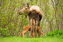 Moose (Alces alces) newborn calves sucking from their mother as she forages on spring willow leaves. Tony Knowles Coastal Trail, Anchorage, south-central Alaska, May.