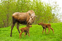 Moose (Alces alces) cow with a newborn calves grazing on spring grass. Tony Knowles Coastal Trail, Anchorage, south-central Alaska, May.