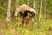Moose (Alces alces) newborn calves nurse from their mother as she forages on willow leaves. Tony Knowles Coastal Trail, Anchorage, south-central Alaska, May.