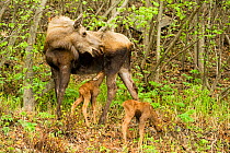 Moose (Alces alces) cow nursing a newborn calf as she keeps a watchful eye out for other moose. Tony Knowles Coastal Trail, Anchorage, south-central Alaska, May.