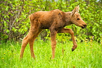 Moose (Alces alces) newborn calves walking in spring vegetation. Tony Knowles Coastal Trail, Anchorage, south-central Alaska, May.