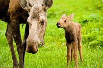 Moose (Alces alces) cow with a newborn calf. Tony Knowles Coastal Trail, Anchorage, south-central Alaska, May.