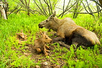 Moose (Alces alces) cow with a newborn calves resting in spring vegetation. Tony Knowles Coastal Trail, Anchorage, south-central Alaska, May.