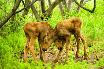 Moose (Alces alces) newborn calves playing in spring vegetation. Tony Knowles Coastal Trail, Anchorage, south-central Alaska.