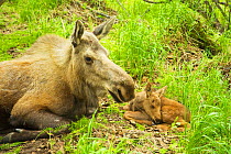 Moose (Alces alces) cow with a newborn calf resting in spring vegetation. Tony Knowles Coastal Trail, Anchorage, south-central Alaska, May.