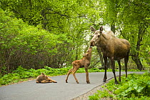 Moose (Alces alces) cow with two newborn calves on a path. Tony Knowles Coastal Trail, Anchorage, south-central Alaska, May.