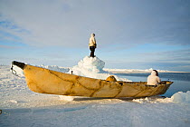 Inupiaq subsistence whalers with an umiak - a bearded seal skin boat - wait at the edge of an open lead in the pack ice and look for whales. Chukchi Sea, offshore from Barrow, Arctic coast of Alaska,...