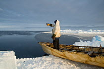 Inupiaq subsistence whaler at the front of an umiak - or bearded seal skin boat - spots a whale from the edge of an open lead in the pack ice during spring whaling season. Chukchi Sea, offshore from B...