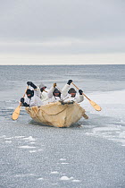 Inupiaq subsistence whalers paddle their umiak - or bearded seal skin boat - and break thin ice forming in the open lead, allowing for passing bowhead whales during spring whaling season. Chukchi Sea,...
