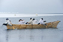 Inupiaq subsistence whalers in their umiak - bearded seal skin boat - watch a polar bear (Ursus maritimus) sow and cub travel along the edge of the open lead in the pack ice, during spring whaling sea...