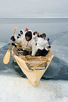 Inupiaq subsistence whalers bring their umiak - bearded seal skin boat - back onto the edge of an open lead in the pack ice, during spring whaling season. Chukchi Sea, offshore from Barrow, Arctic coa...