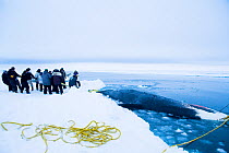 Inupiaq subsistence whalers prepare to pull up a bowhead whale (Balaena mysticetus) catch along the edge of the open lead in the pack ice. Chukchi Sea, offshore from Barrow, Arctic coast of Alaska, Ap...