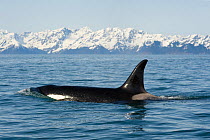 Killer Whale / Orca (Orcinus orca) large cow in Resurrection Bay, Kenai Fjords National Park, outside Seward, Alaska, May.