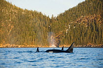 Killer Whale / Orcas (Orcinus orca) pod in Resurrection Bay, Kenai Fjords National Park, outside Seward, Alaska, May.