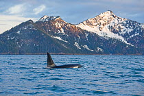Killer Whale / Orca (Orcinus orca) large bull swimming in Resurrection Bay, Kenai Fjords National Park, outside Seward, Alaska, May.
