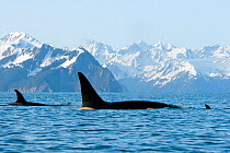 Killer Whale / Orca (Orcinus orca) large bull, cow and calf swimming in Resurrection Bay, Kenai Fjords National Park, outside Seward, Alaska, May.