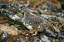 Rock Ptarmigan (Lagopus mutus) adult female camouflaged as its nest in the rocky slope on Primrose Ridge, Mount Margaret, Denali National Park, Interior of Alaska, June.