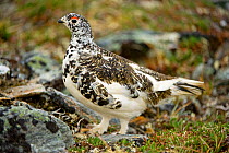 Rock Ptarmigan (Lagopus mutus) adult male, changing plumage from winter white to summer brown. Primrose Ridge, Mount Margaret, Denali National Park, Interior of Alaska, June.