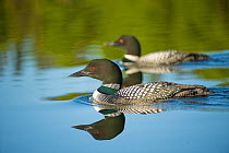 Common / Great Northern Loon (Gavia immer) pair - male in foreground - on lake in Sterling, Kenai Peninsula, southcentral Alaska, May.