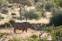 Female Black rhinoceros (Diceros bicornis) Kunene region, Namibia