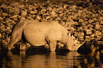 Black rhino (Diceros bicornis) drinking at night, Okaukuejo waterhole, Etosha national park, Namibia