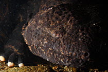 Close up portrait of a Japanese giant salamander (Andrias japonicus) in  river, Japan, January