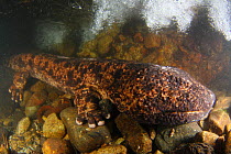 Japanese giant salamander (Andrias japonicus) in a river, Japan, August