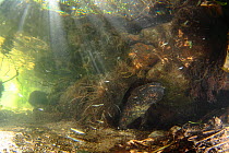 Japanese giant salamander (Andrias japonicus) in  river, near its nest hole, Japan, October
