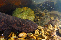 Japanese giant salamander (Andrias japonicus) in  river, hunting a Freshwater sculpin (Cottus) Japan, April