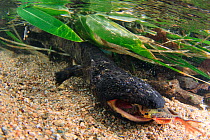 Japanese giant salamander (Andrias japonicus) in  river with frog prey, Japan, March