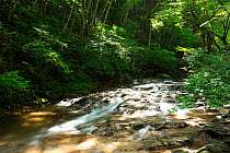 Upstream section of the River Hino, Tottori Prefecture, Japan - Japanese salamander habitat, August 2009
