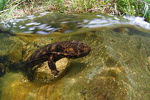 Japanese giant salamander (Andrias japonicus) moving upstream to spawn, Japan, July