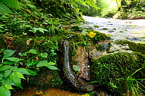 Japanese giant salamander (Andrias japonicus) moving upstream to spawn, Japan, August