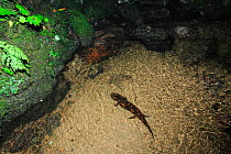 Japanese giant salamander (Andrias japonicus) outside its nest, Japan, August