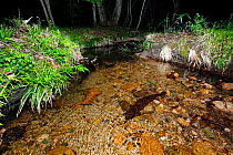 Japanese giant salamander (Andrias japonicus) in river at night, Japan, May