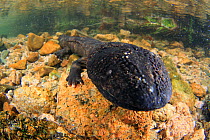 Japanese giant salamander (Andrias japonicus) in river, Japan, March
