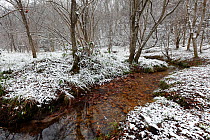 Upstream section of the River Hino, passing through woodland, Tottori Prefecture, Japan, Japanese salamander habitat - December 2009